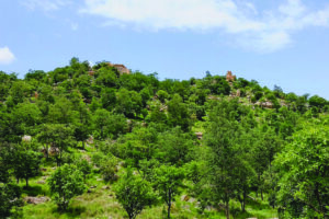 FES - green landscape